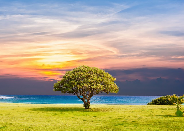 meditation on a tree gift