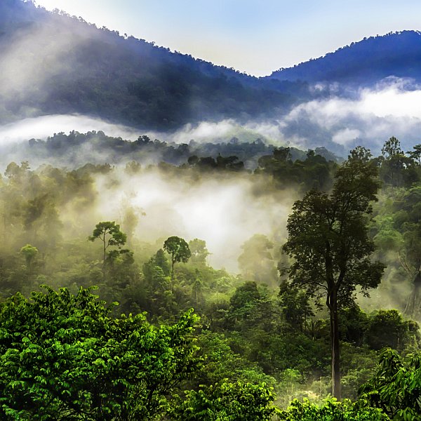 Fog Lifting Fog Lifting