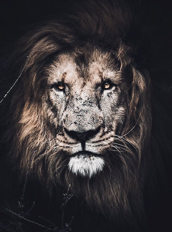 Lionsgate Lionsgate