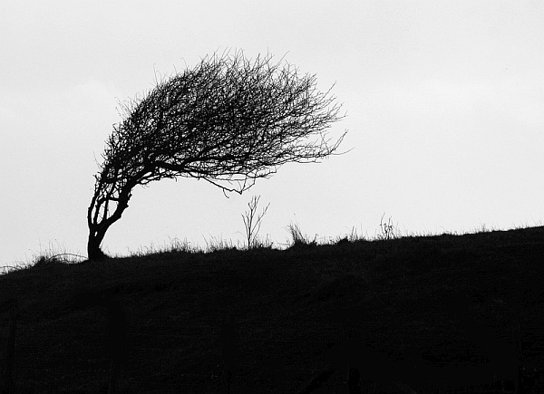 Bending With The Wind