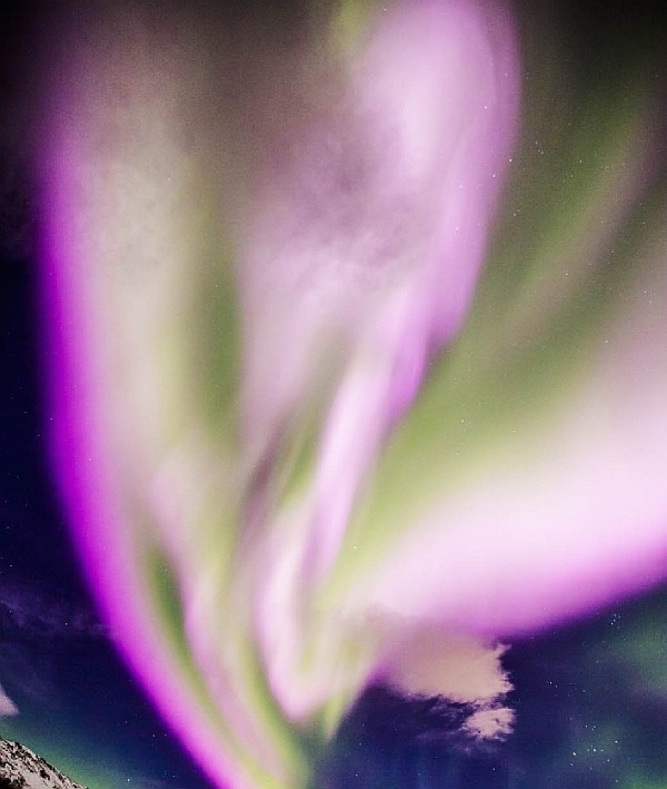 Aurora aurora