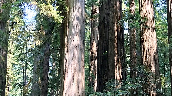 Wildfire Update, Lion’s Gate Eclipse Week And Global Meditations Wildfire Update, Lion’s Gate Eclipse Week And Global Meditations