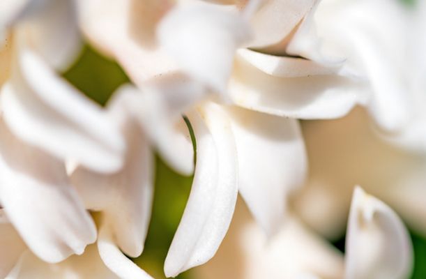 Death, Shifting Hearts, and Support for Maui Death, Shifting Hearts, and Support for Maui