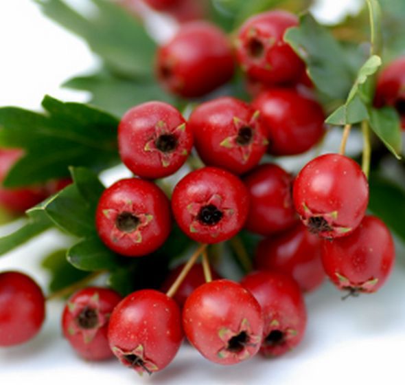 Hawthorn Berry hawthorn-berry