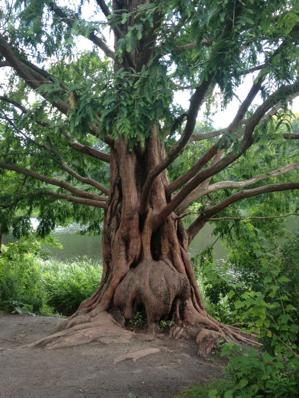 magickal-tree-in-high-park-toronto