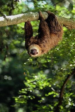 sloth-upsidedown