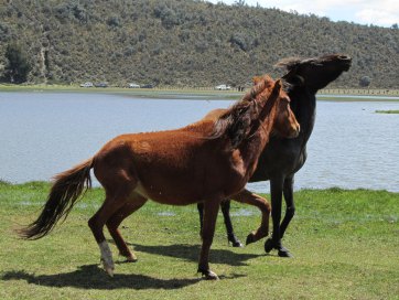 wild_mustangs