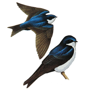 Blue and White Swallows