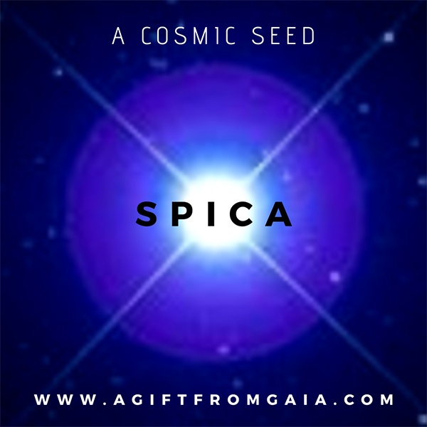 Spica a Cosmic Seed