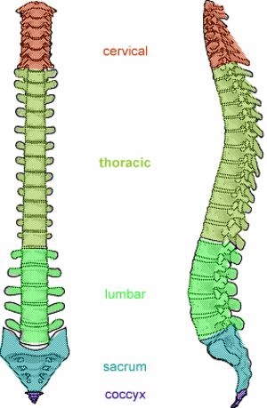 back pain how to get rid