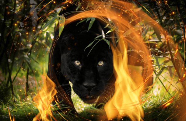 Fire Ceremony for Jaguar Wisdom