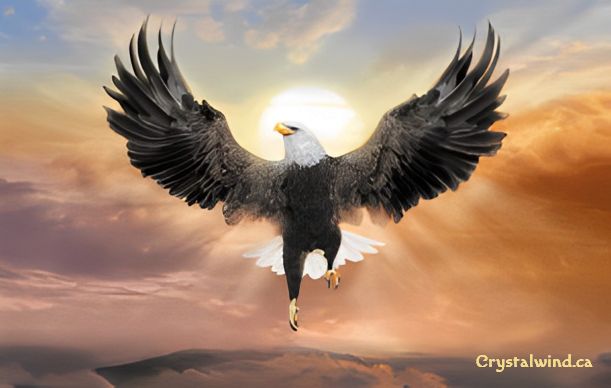 Eagle Courage