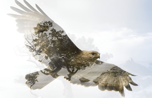 Finding Peace with Eagle Vision