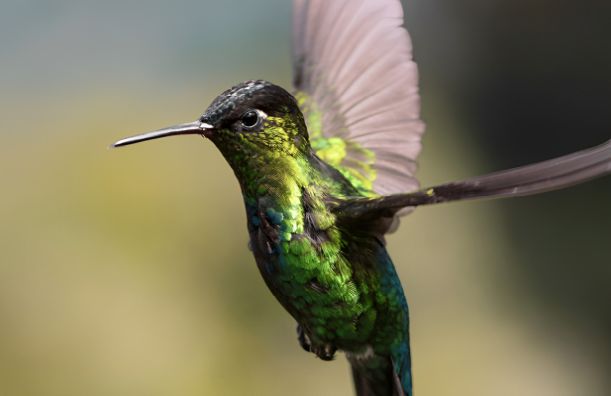 Hummingbird Courage