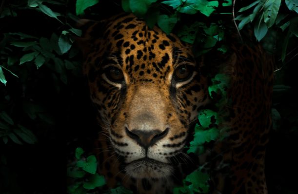 Jaguar Courage