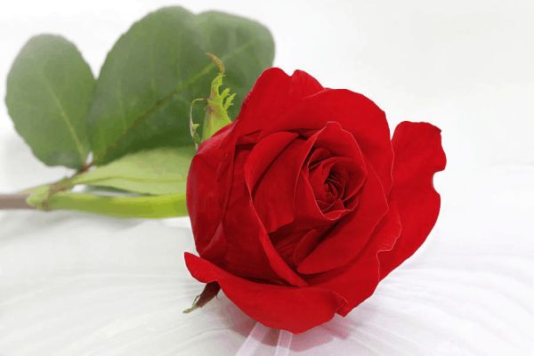 Rose Ritual: How To Effectively Protect Yourself From Being Vacuumed By Another Person?