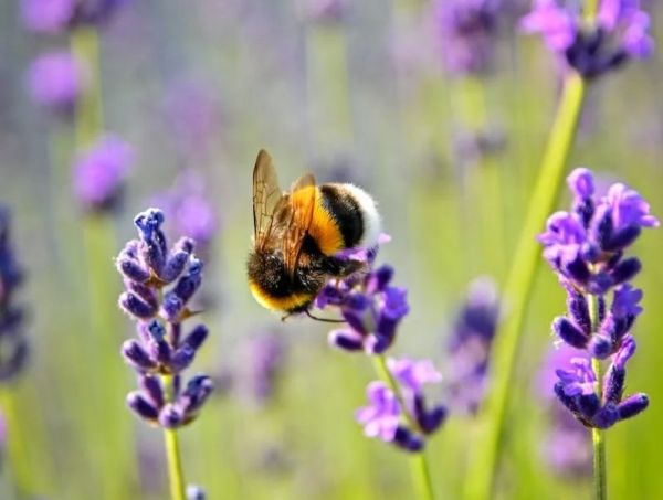 Message from the Bees: Bees Are Message from the Bees: Bees Are