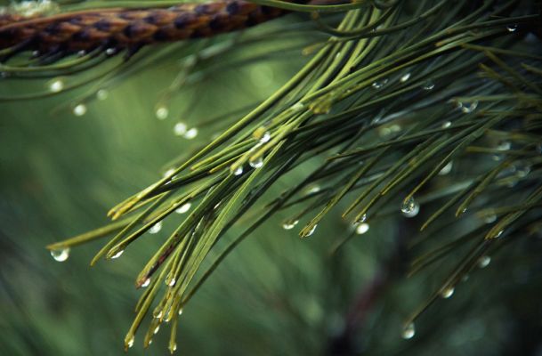 Pine Medicine's Therapeutic Potency: DIY Recipes for Healing