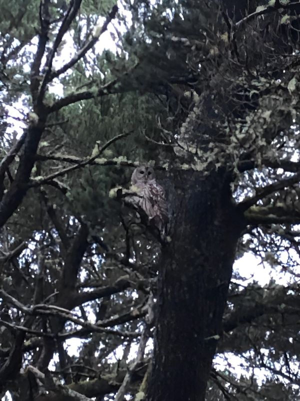 A large owl swooped out from the woods in front of me.