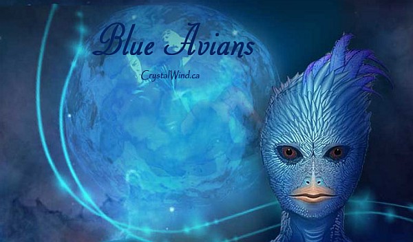 How Do Blue Avians Help With Our Ascension?