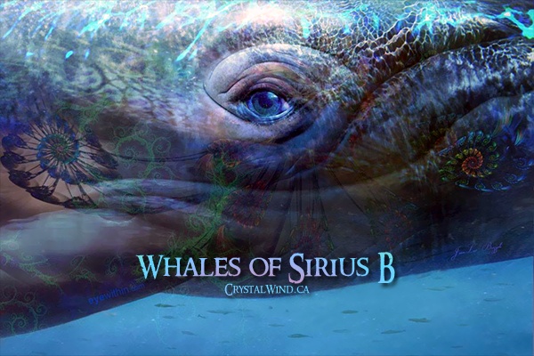 Timelines Are Converging - The Whales of Sirius B