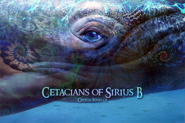 Let Us Dive Deeper - The Cetaceans of Sirius B whalescet cw