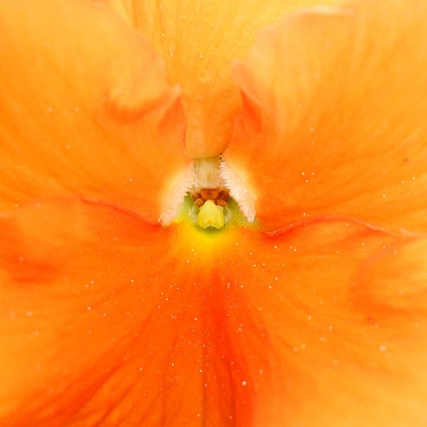 Archangel Haniel - Fear Is Contagious - So Is Love! Archangel Haniel - Fear Is Contagious - So Is Love!