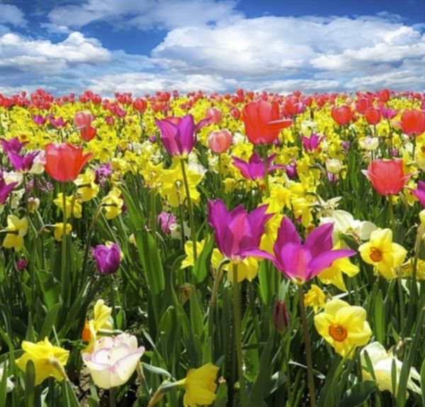 May 2023 Energy Update: Spring Is Blooming Worldwide
