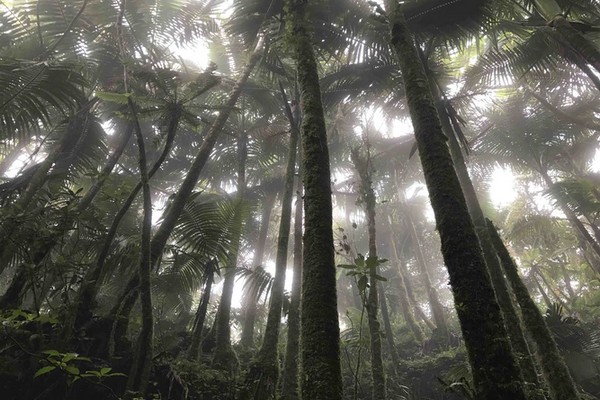 El Yunque, Puerto Rico El Yunque, Puerto Rico