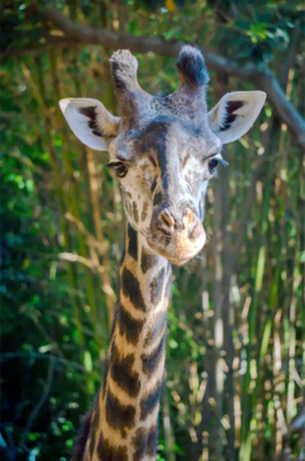 Giraffe Manor, Kenya