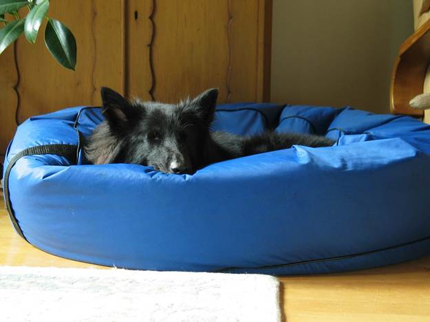 7 Amazing Types Of Beds Every Dog Would Love