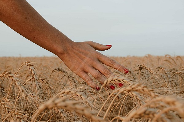  What Is the Harvest Season and How to Use Its Energies