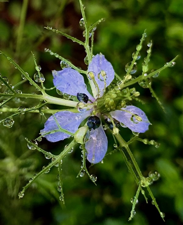 Love-in-a-Mist