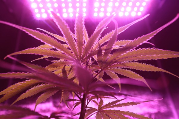 5 Best Tips For Gardening in Grow Tents