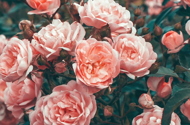 What Is the Spiritual Meaning of Roses?