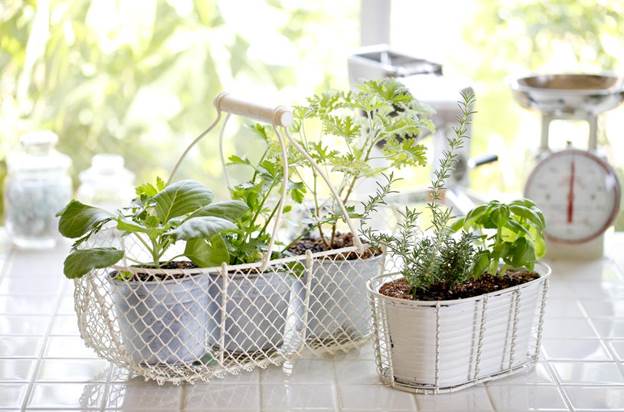 Make a Kitchen Garden