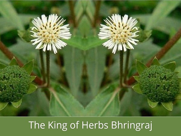 The King of Herbs Bhringraj