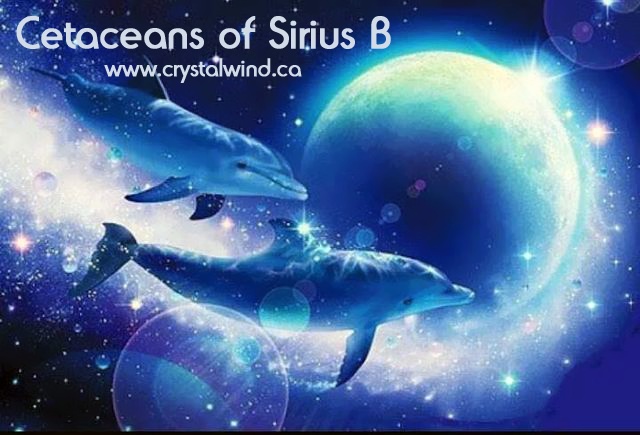 Expansion ~ The Cetacean Collective cetaceans
