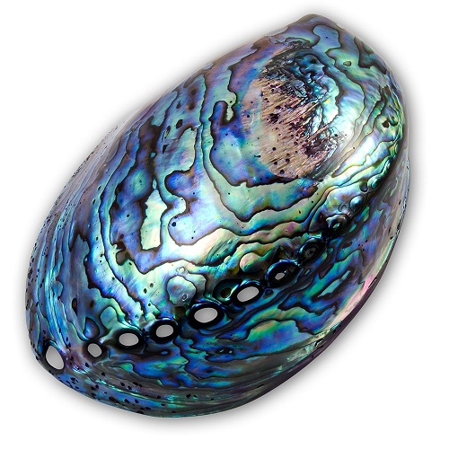 abalone-shell
