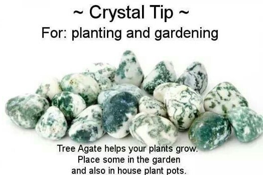 tree-agate-tips