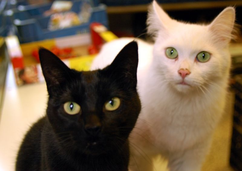 black-cat-and-white-cat
