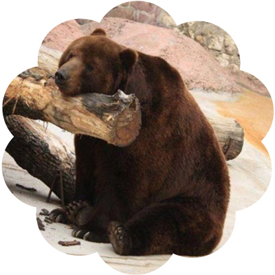 bear_sleeping