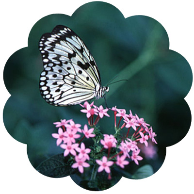 butterfly_medicine
