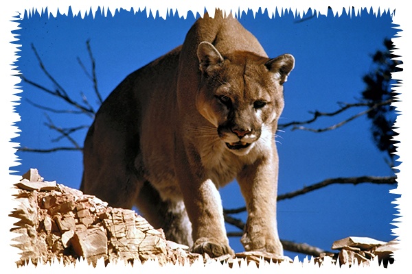 Spirit of Cougar