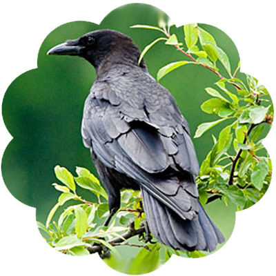 crow_medicine