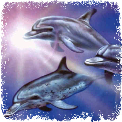 dolphin