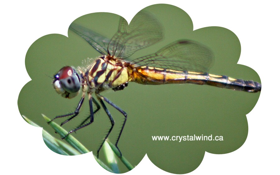 dragonfly cw11