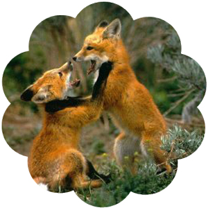 fox_cubs