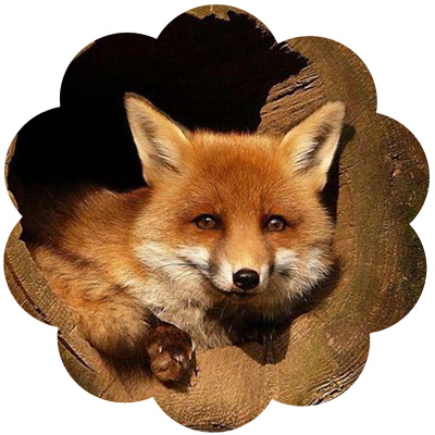 fox_medicine