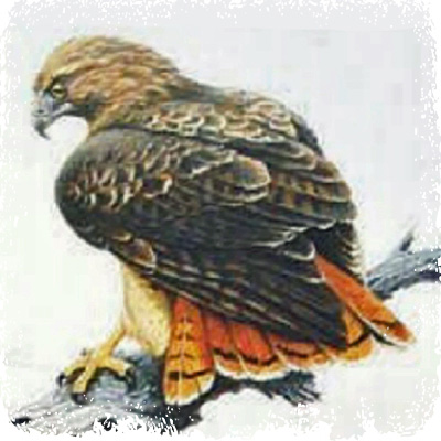 red_tailed_hawk